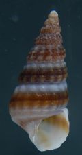 Potamides conicus juv